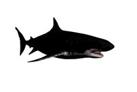Great White Shark
