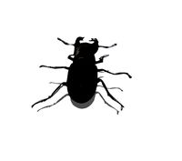 Beetle bug
