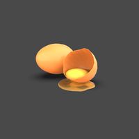 Egg Shell