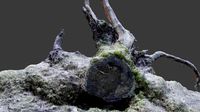 Fallen Stump 2