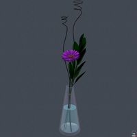 Gerbera daisy in vase