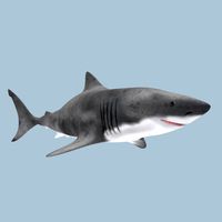 Shark in 3DS MAX