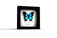 Butterfly Shadow Box