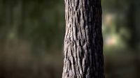 Tree Bark Seamless 03