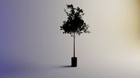 Tilia americano alto fusto