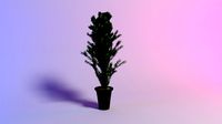 Betulla pendula henkel 3D model