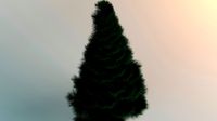 Picea pungens fatalbert 3D model