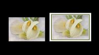 Poster, flower calla lily