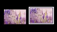 Poster , Violet Field