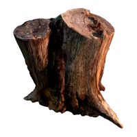 stump