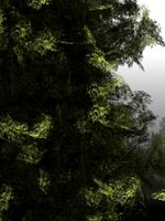 Yew