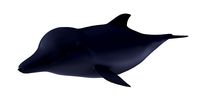 Dolphin