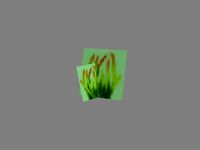 Grass (small)