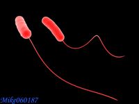 legionella Bacteria