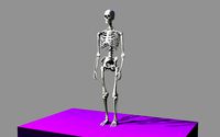 Skeleton - Human Male