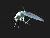 SPACE LICE