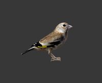 bird golden finch