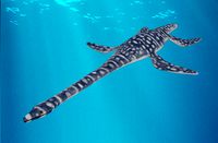 Plesiosaurus