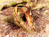 Tree Stumps 16k