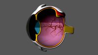 Eye anatomy
