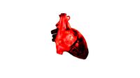 heart anatomy