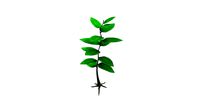 small plant