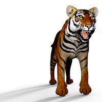 p0031 - tiger