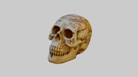 Skull