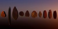 Low Poly Leaves Pack of 10 - 011-020