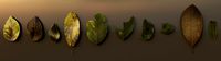 Low Poly Leaves Pack of 10 - 001-010