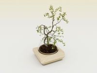 Bonsai