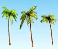 Palm Trees