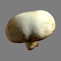 Mushroom 21