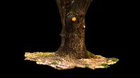 Tree with ground