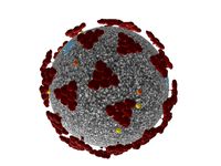 coronavirus covid19