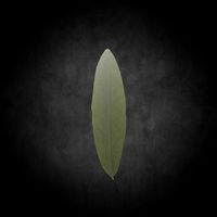 Low Poly Leaf 020