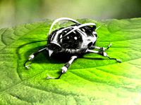 Bug
