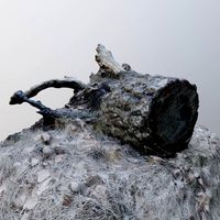 Lying Stump 1