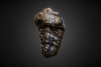 Fossil Trilobyte Scan 4k Trilobite