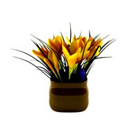 Crocus yellow