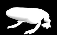 Eastern Spadefoot Base Model