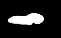 Queensland Lungfish Base Model