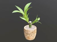 Indoor Plant Low-poly