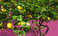 Lemon fruit tree