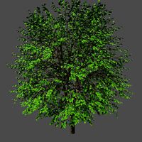 PBR Tree