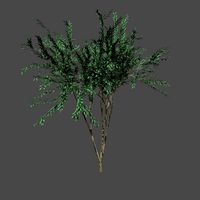 PBR Tree