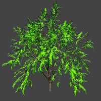 Sampling tree 11