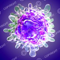 Lymphocyte