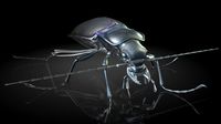 Carabidae / ground beetle / insects