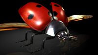 ladybirds / insects